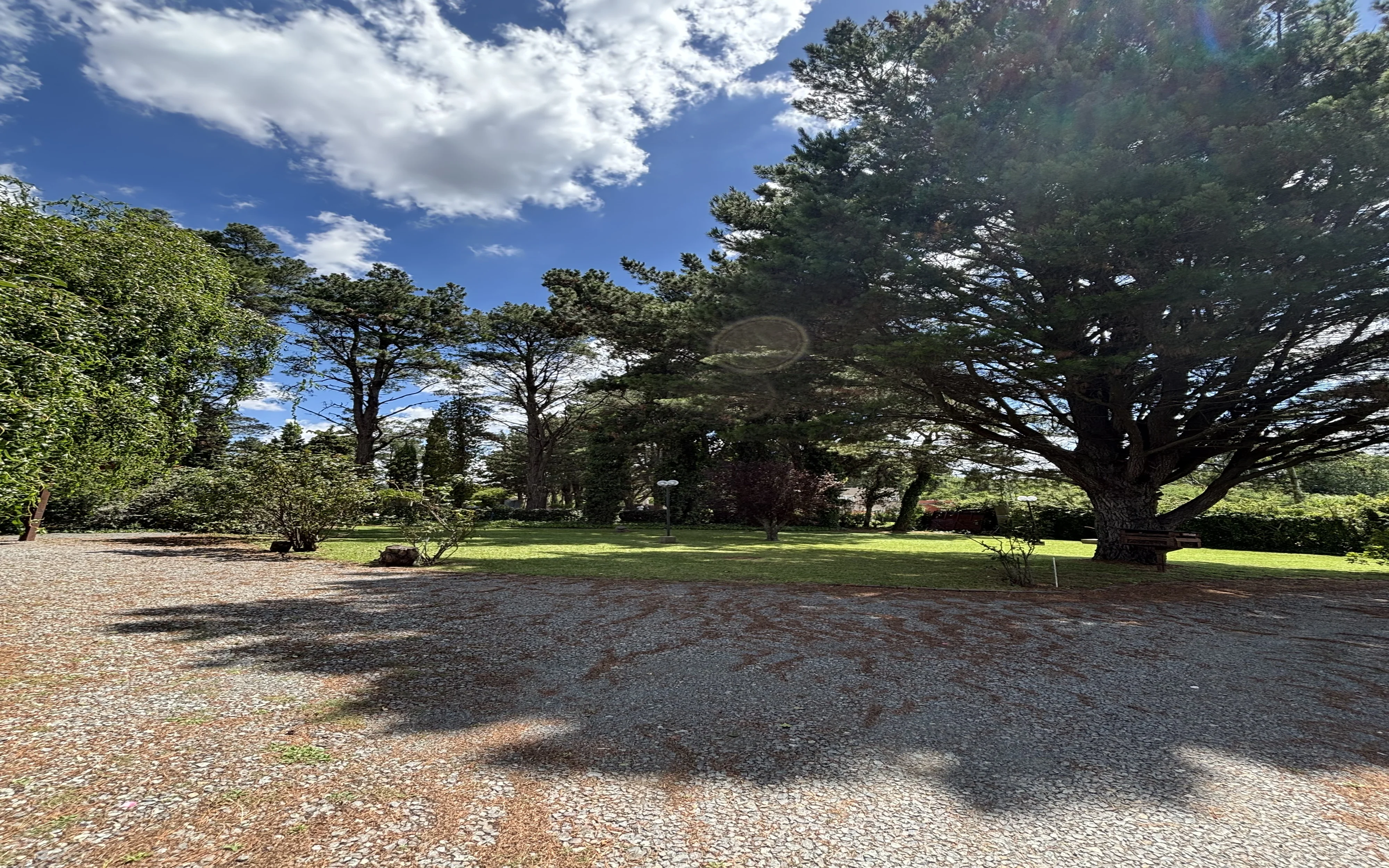 árboles detrás del camino