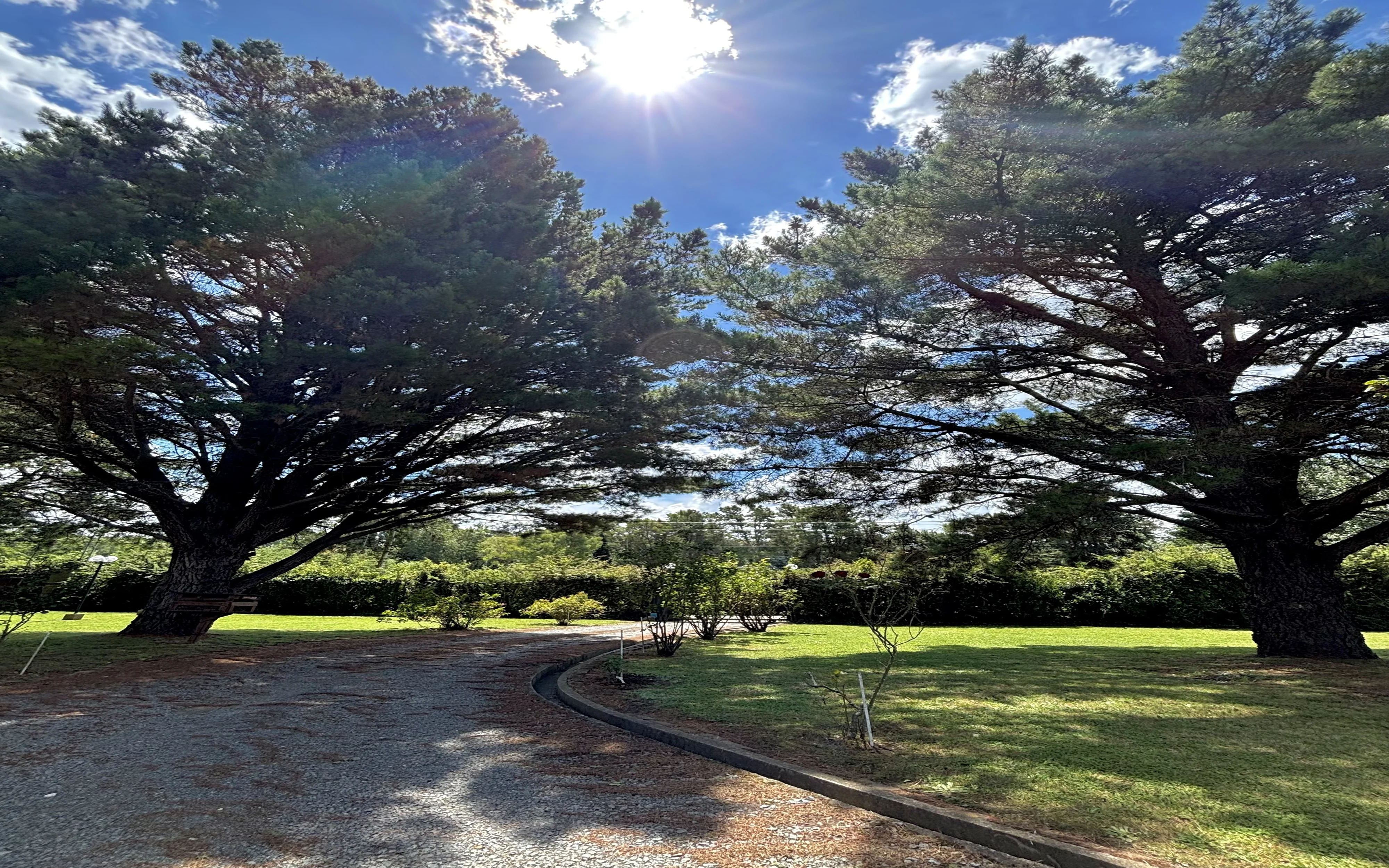 pinos de adelante camino